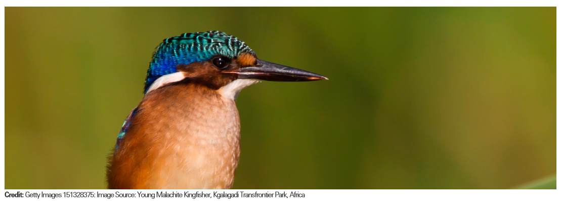 Introduction to Biomimicry Lesson