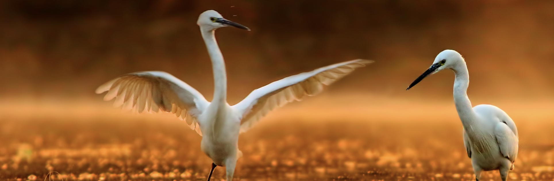 Module 3: Biology and Biomimicry