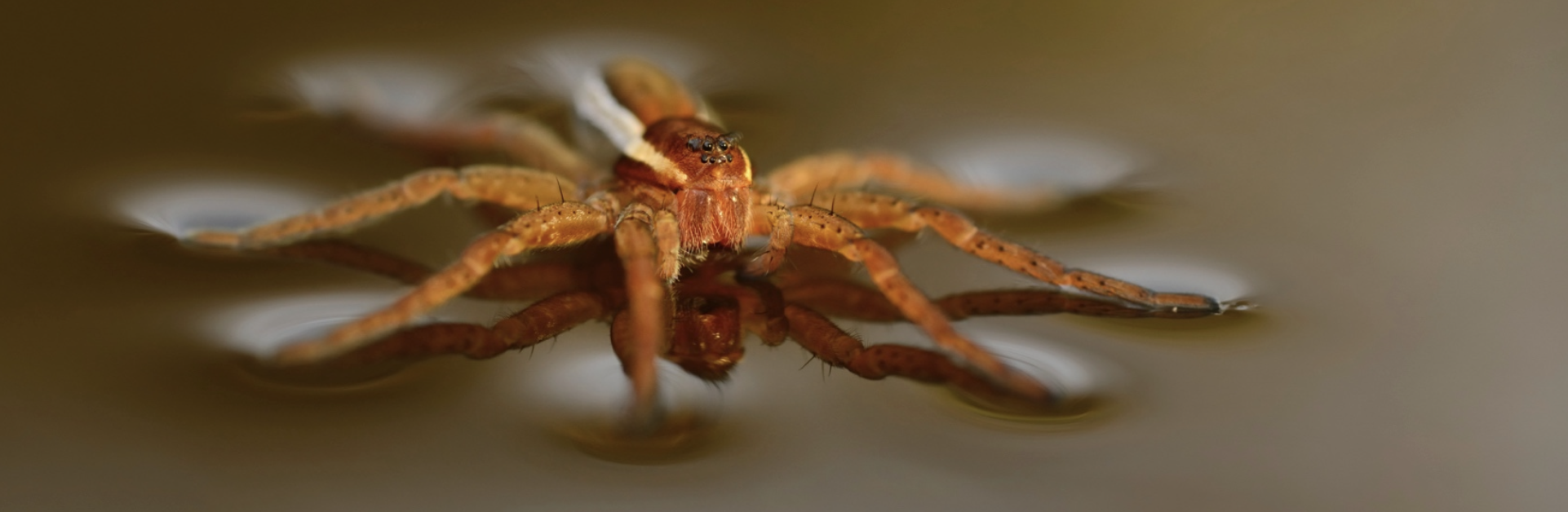 Module 1: Chemistry and Biomimicry